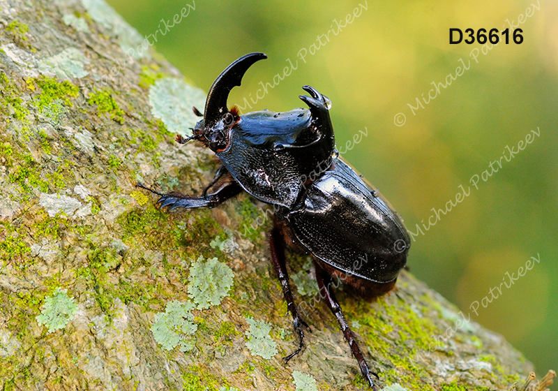 Black Pan Beetle (Enema pan)